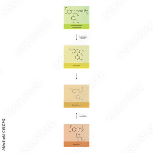 Diagram showing biochemical conversion of lignans to Enterolactone and Enterodiol - skeletal formula scientific illustration. Chemical biotransformation.
