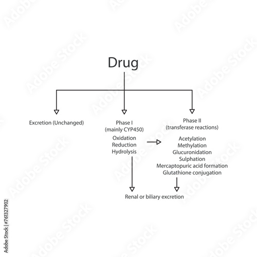 Schematic diagram showing phases I, II drug metabolism and excertion - via CYP45- and transferase reactions. Pharmacological process illustration.