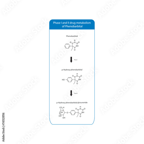 Diagram of Phase I and II drug metabolism of Phenobarbital - skeletal structure of biotransformation reaction. photo