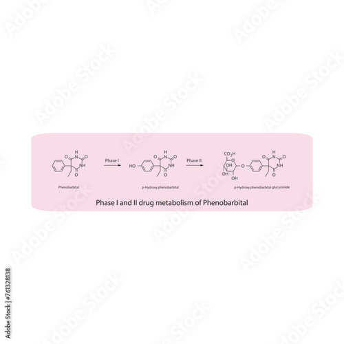 Diagram of Phase I and II drug metabolism of Phenobarbital - skeletal structure of biotransformation reaction. photo