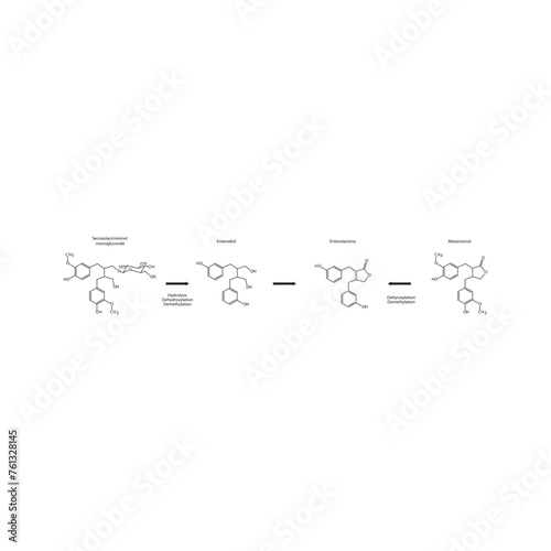 Diagram showing biochemical conversion of lignans to Enterolactone and Enterodiol - skeletal formula scientific illustration. Chemical biotransformation.