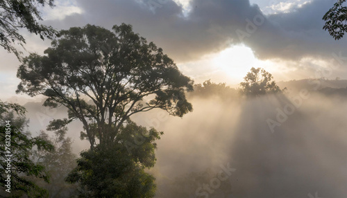 Tree Canopy with Mist Rising Above, Sun Breaking Through Clouds