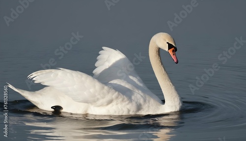 A Swan With Its Neck Extended Reaching For Food J