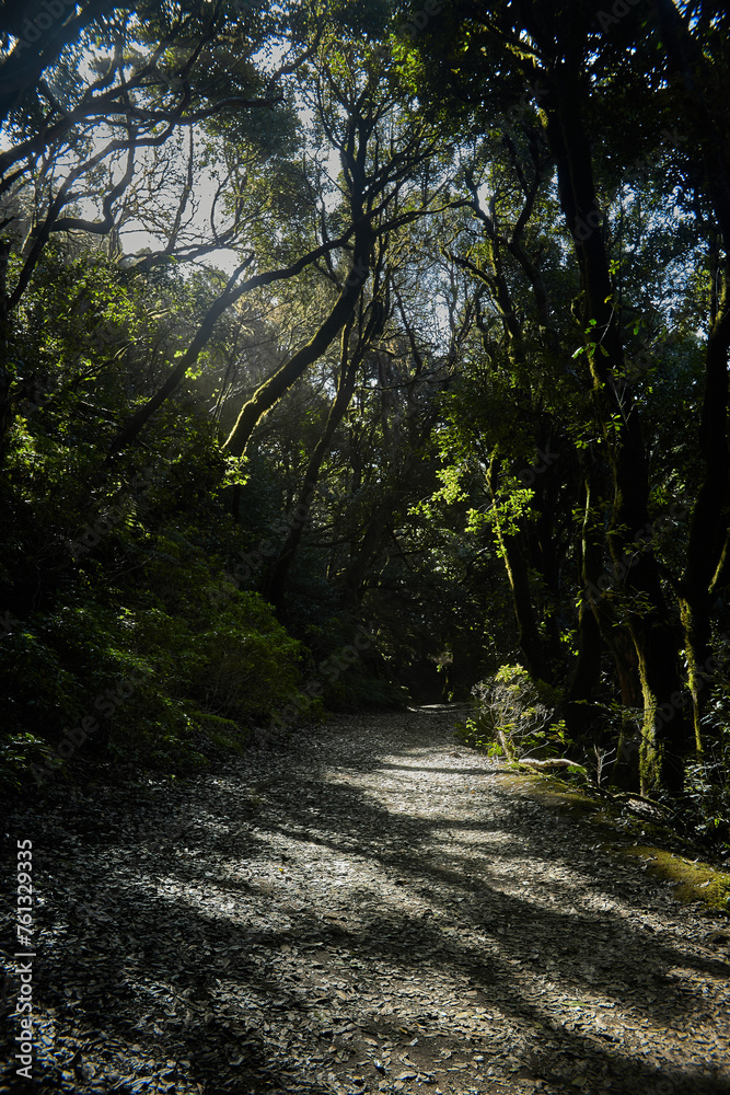 Dirt road winding through a dense forest, flanked by tall trees on both sides Dirt road winding through a dense forest, flanked by tall trees on both sides