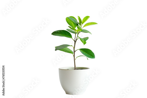 Green leaf potted plant on transparency background PNG