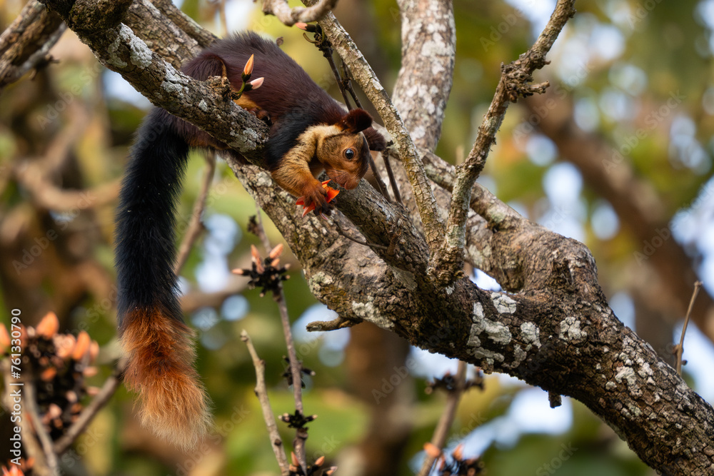 Φωτογραφία Indian Giant Squirrel - Ratufa indica, beautiful large colored squirrel from South Asian forests and woodlands, Nagarahole Tiger Reserve, India