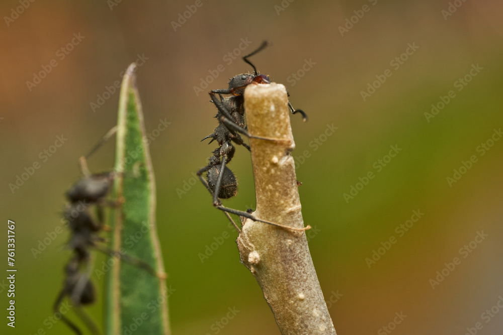Details of a black ant on a stick