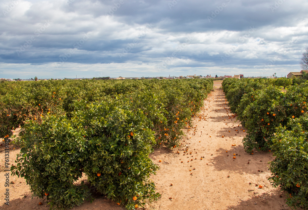 orange plantation in Valencia, rows of orange trees in Spain