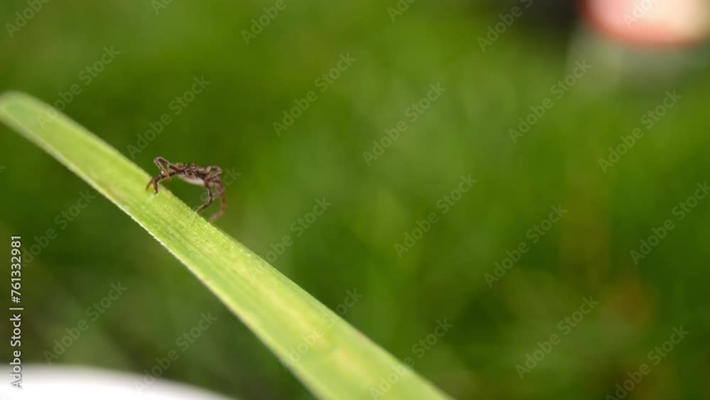 Close-up view of a tick waiting on grass, a potential threat of Lyme disease lurking in natural settings. Close-up view of a tick waiting on grass, a potential threat of Lyme disease lurking in natural settings.