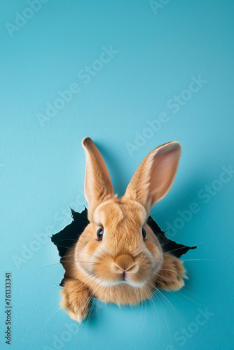 Cute easter bunny peeking through a hole in a blue paper wall with copy space