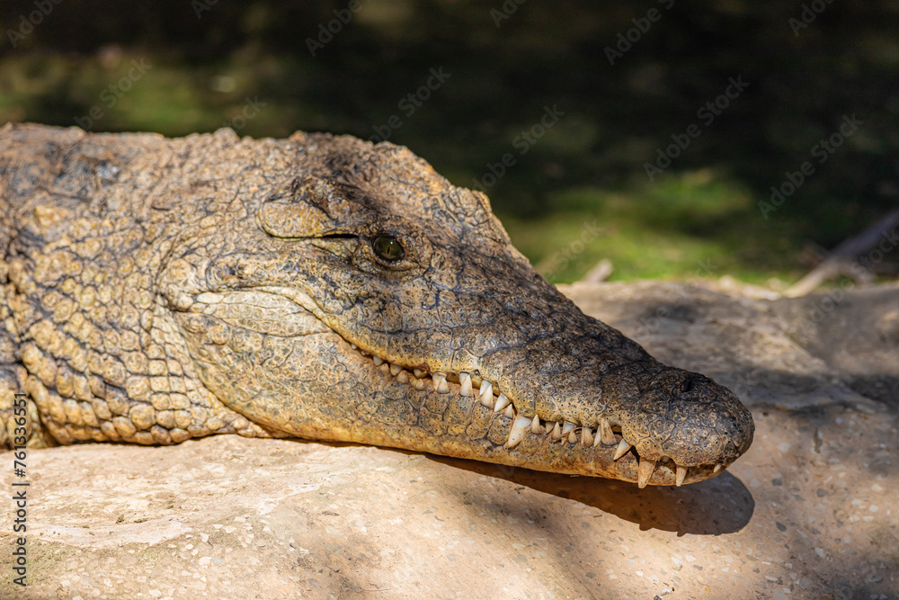 portrait big alligator close up portrait big alligator close up