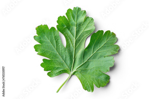 Galbanum Leaf on white background with no shadows on transparency background PNG