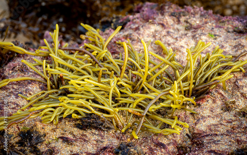 Channelled wrack seaweed (Pelvetia canaliculata) from the Cantabrian Sea (Galicia - Spain) at low tide photo