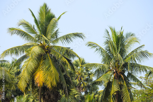Palm trees near the canal. Beautiful nature  coconut trees.