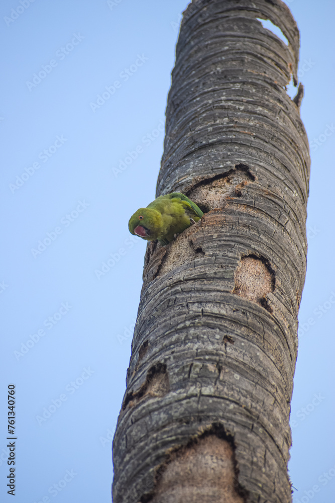 Rose ringed parakeet resting on a palm tree. (Psittacula Krameri). Cute bird and the nature.