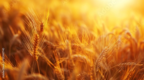 Field of ripe wheat in sunlight  organic farming concept.
