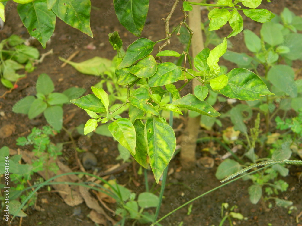 Original photo of small chili peppers from close range with leaves and stems. Grows in tropical places Original photo of small chili peppers from close range with leaves and stems. Grows in tropical places