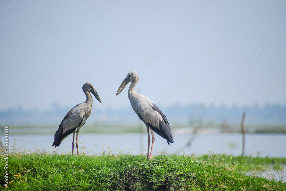 Obraz premium Asian openbill standing near the lake. Openbill stork in natural habitat, Anastomus oscitans.