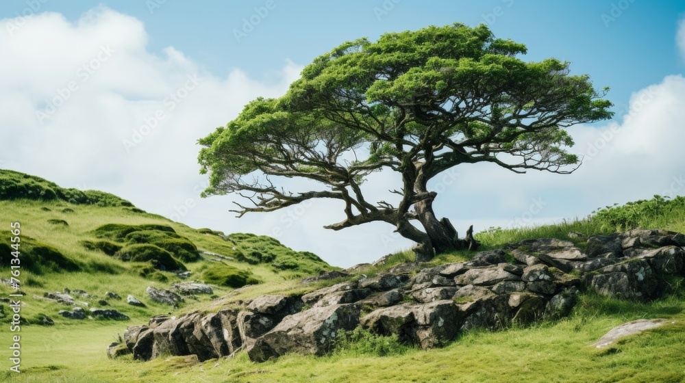 Wind sculpted tree on hillside epitomizes untamed beauty of wilderness, a symbol of unspoiled nature