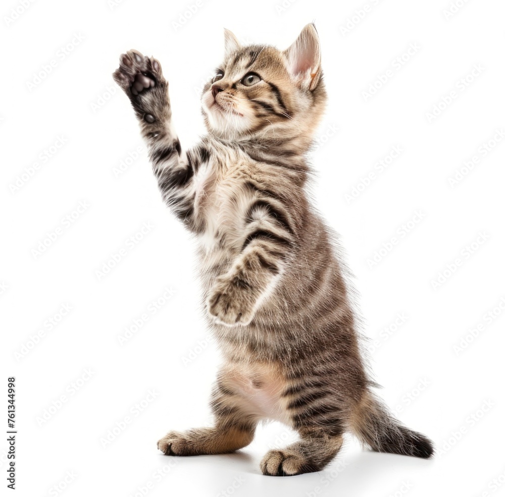 Obraz premium Curious Tabby Kitten on Hind Legs, Ready for Playtime Fun - Generative AI