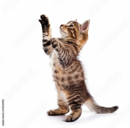 Curious Tabby Kitten on Hind Legs, Ready for Playtime Fun - Generative AI