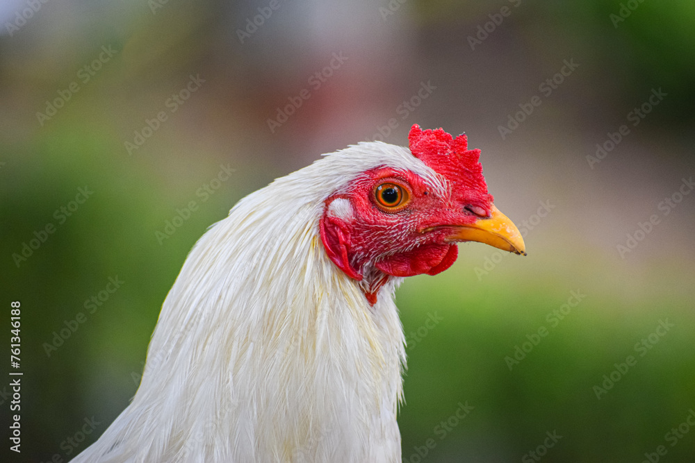 White rooster in the poultry farmyard. Cock or rooster chicken.