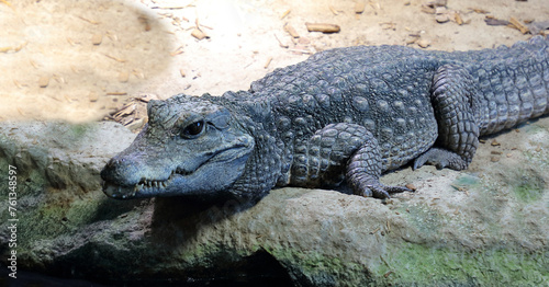 Stumpfkrokodil / Dwarf crocodile / Osteolaemus tetraspis photo