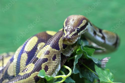 Königspython / Ball python or Royal python / Python regius