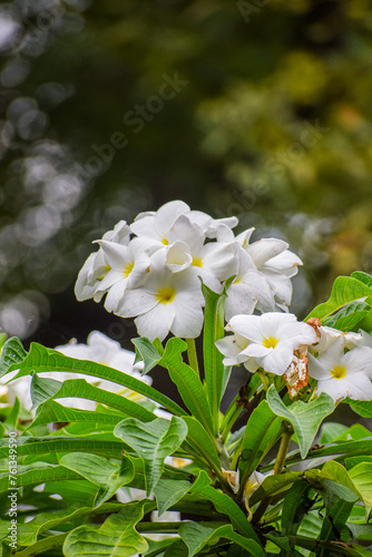 Fototapeta Naklejka Na Ścianę i Meble -  Beautiful frangipani flowers in the garden. Bunch of white plumera flowers, Plumeria pudica.