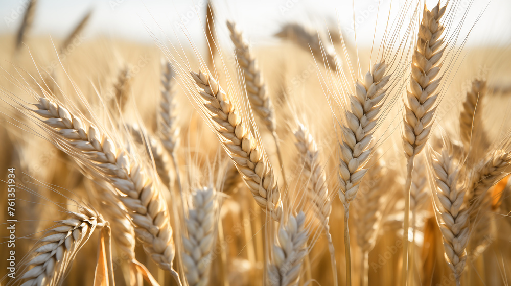 Wheat Field in Sunlight, Close up. Wheat Field in Sunlight, Close up.