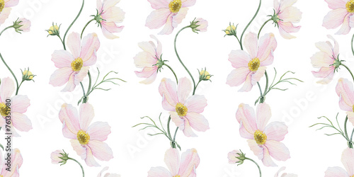 Print of pink and white Cosmea flowers. Cosmos bipinnatus. Hand drawn watercolor seamless pattern of Mexican aster. Summer floral background for wedding design, textiles, wrapping paper, scrapbooking
