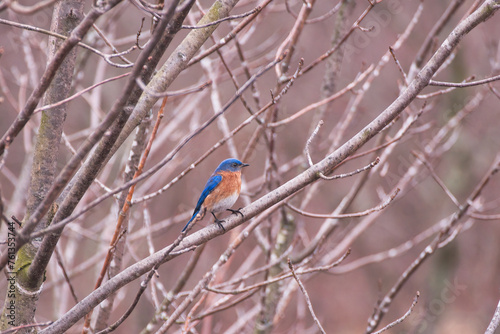 Eastern bluebird perched on a leafless tree branch