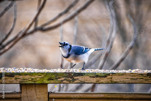 Картината върху платно Blue jay perched on a railing, feeding on seeds