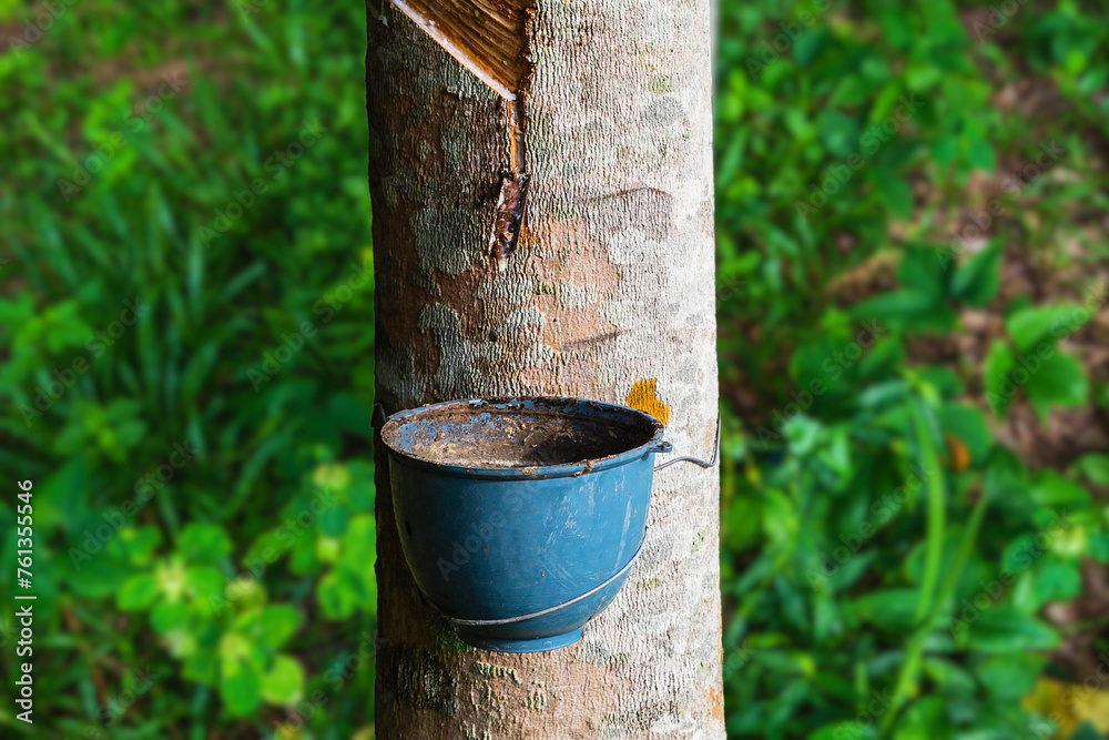 rubber extract from rubber tree, Rubber tree and bowl filled with latex. Latex in a black cup adhere with rubber tree in the forest background.The​ first​ process​ of​ rubber​ manufacture.