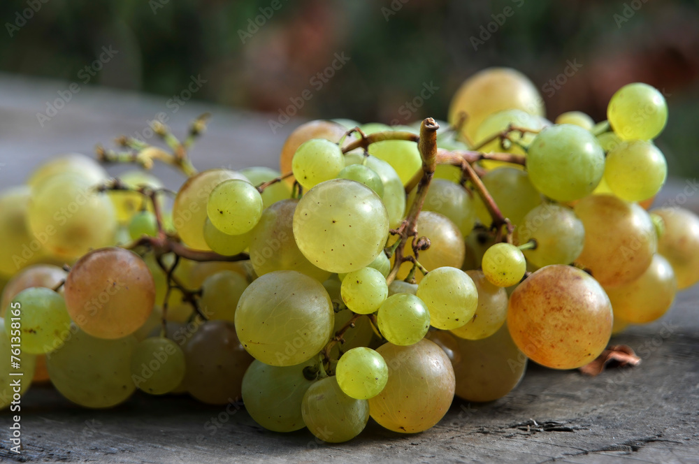 Bunch of grapes on the table