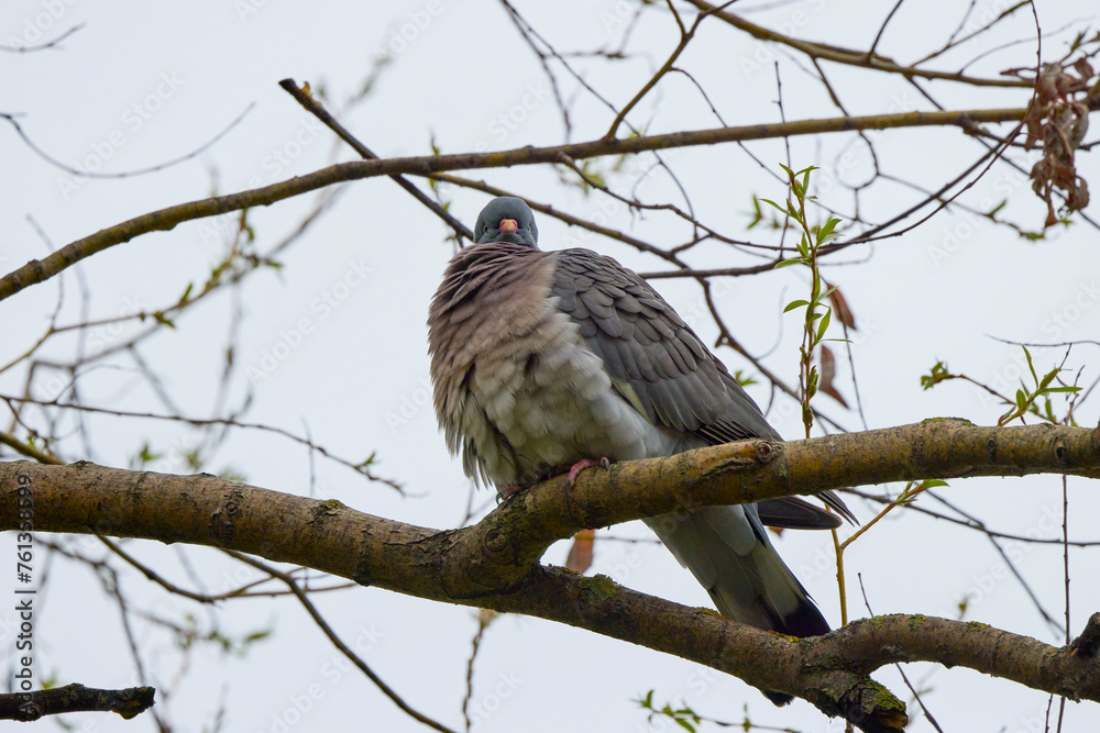 a wild pigeon standing on a tree branch. a wild pigeon standing on a tree branch.