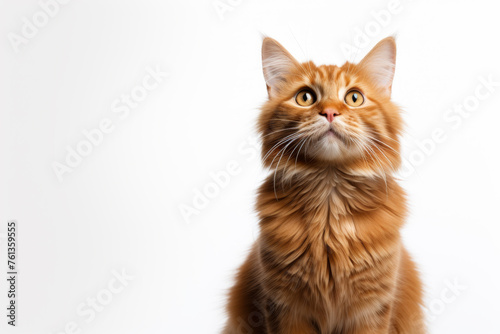 Cat with long fur and yellowish-orange color is looking at camera © vefimov
