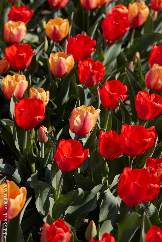 Tulip flowers in red and yellow colors texture background in spring sunlight Tulip flowers in red and yellow colors texture background in spring sunlight