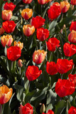 Tulip flowers in red and yellow colors texture background in spring sunlight