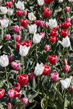 Tulip flowers in red, white and pink colors texture background in spring sunlight