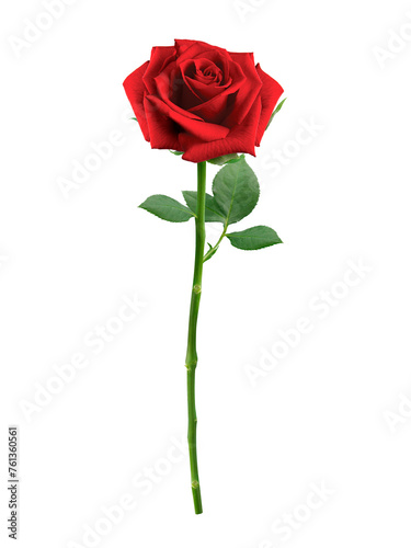 Red roses, Valentines day concept, transparent background