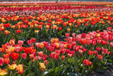 Tulip flowers rows in red, pink and yellow colors texture background and field in spring sunlight