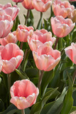 Tulip Salmon Impression, pink flowers in spring sunlight