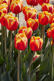 Tulip Rambo flowers in red and yellow colors in spring sunlight