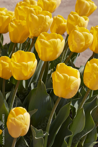 Tulip yellow flowers in spring sunlight