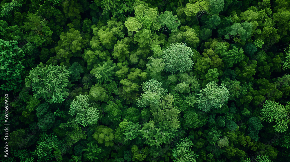 Aerial view of lush green forest canopy, ideal for environmental themes.