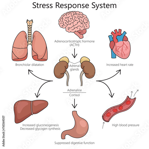 Stress response system structure diagram hand drawn schematic raster illustration. Medical science educational illustration photo