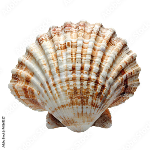Seashell PNG. Sea shell isolated. Salt water shell PNG