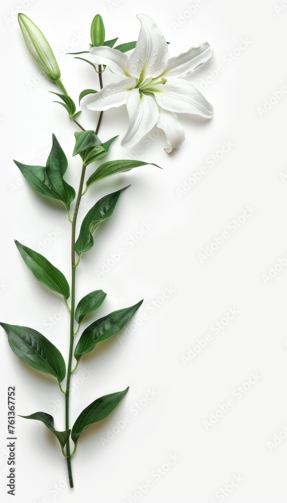 Delicate funeral lily displayed on a clean white background with ample space for text placement Delicate funeral lily displayed on a clean white background with ample space for text placement