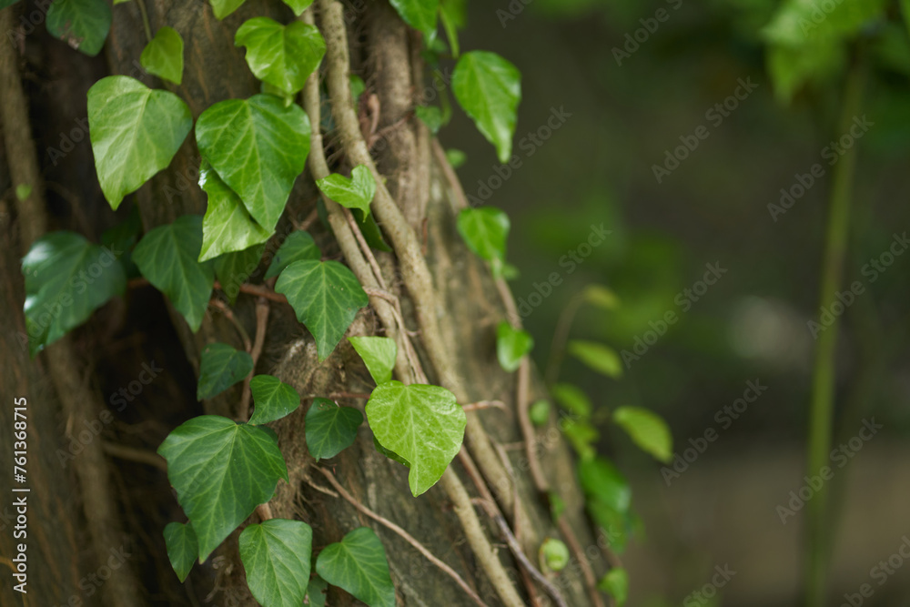 Close up of nature leaves, branches with selective focus. Background, backdrop with copy space. Close up of nature leaves, branches with selective focus. Background, backdrop with copy space.